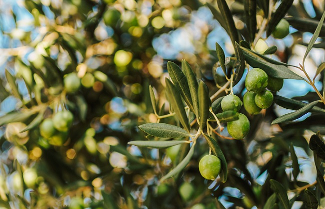 FRUTICULTURA (Agraria) (+++) (150 horas)